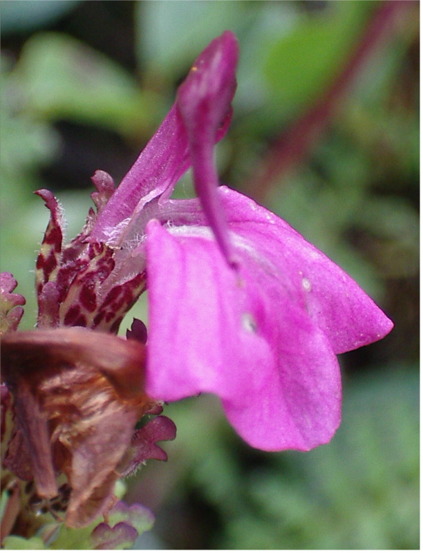 Pedicularis kerneri / Pediculare di Kerner